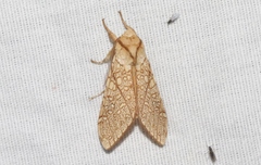 Lophocampa mixta