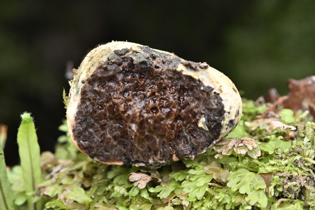 Octaviania tasmanica