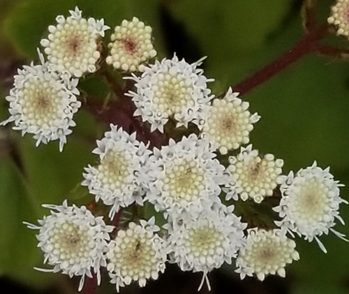 Ageratina adenophora