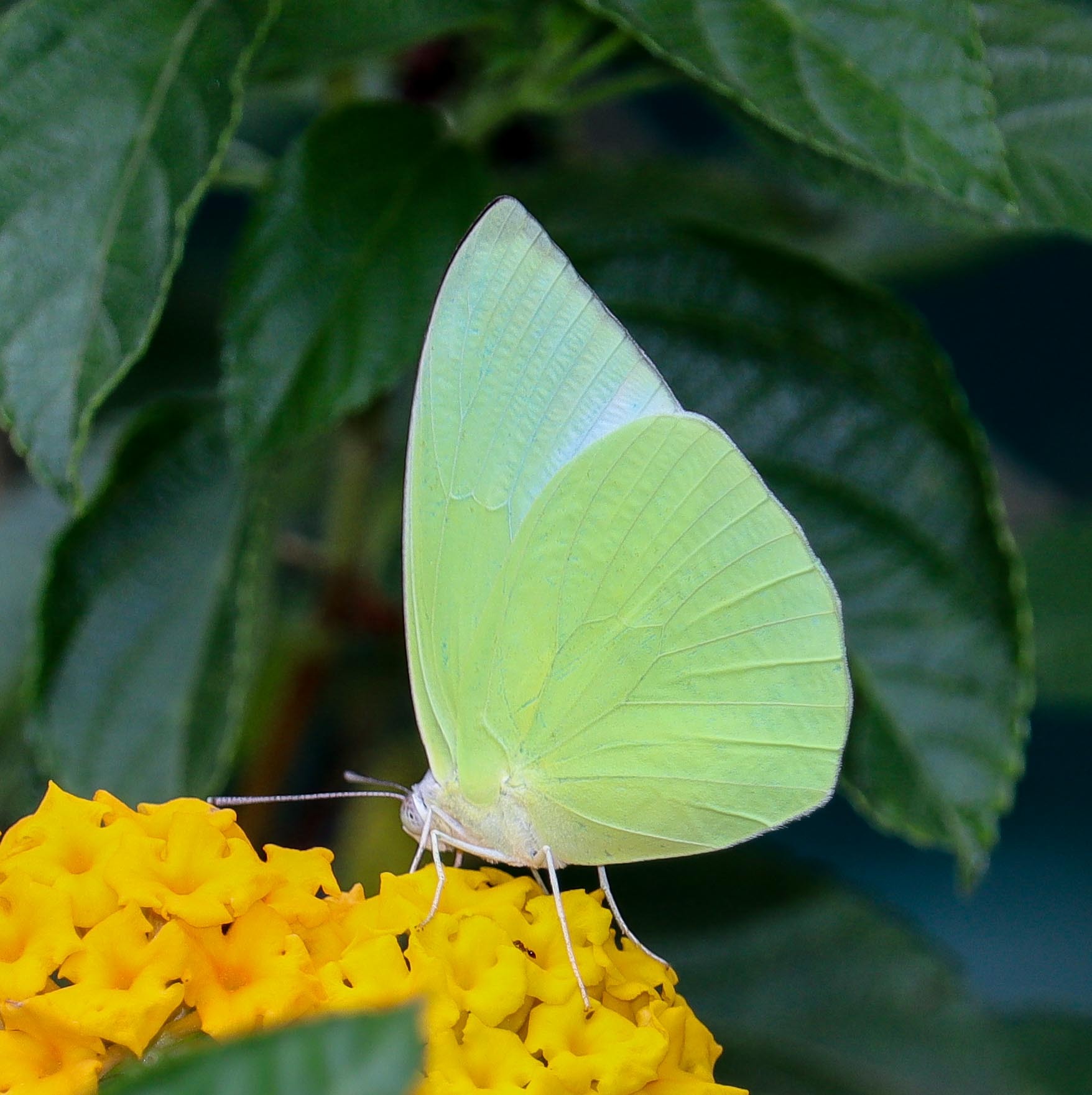 Lemon Emigrant