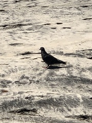 Columba livia domestica