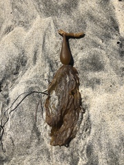 Macrocystis pyrifera