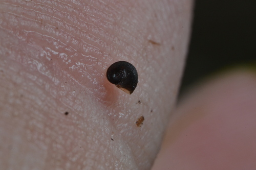 Menetus dilatatus