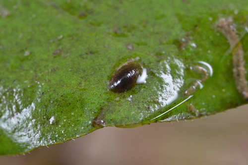 Ferrissia californica