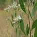Tall Boneset - Photo no rights reserved, uploaded by Reuven Martin