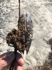 Mytilus californianus