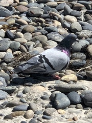 Columba livia domestica