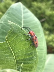 Tetraopes tetrophthalmus