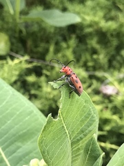 Tetraopes tetrophthalmus
