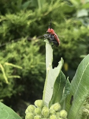 Tetraopes tetrophthalmus