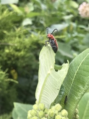 Tetraopes tetrophthalmus