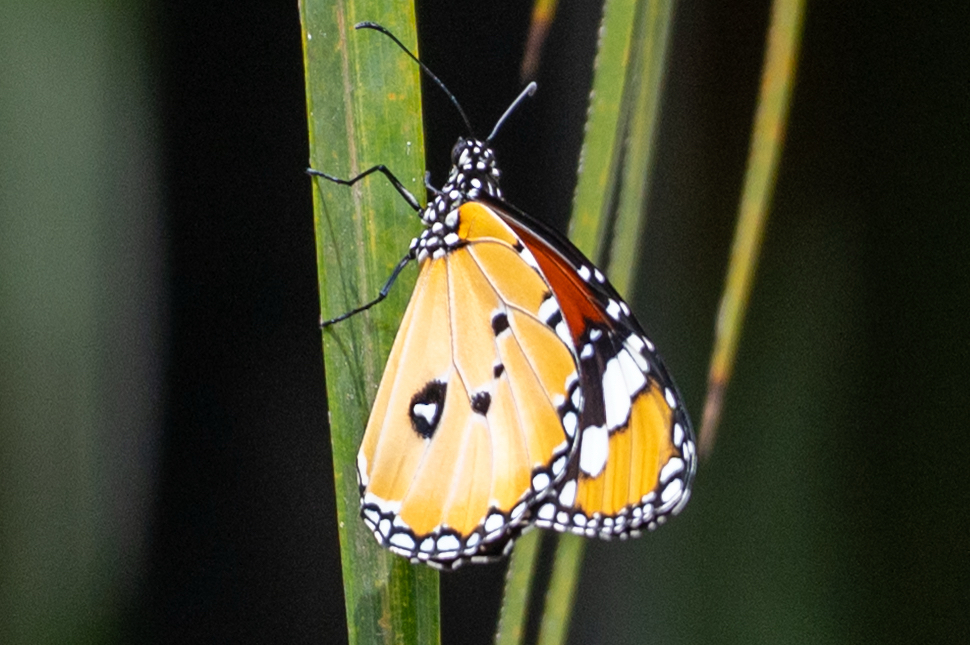 Plain Tiger