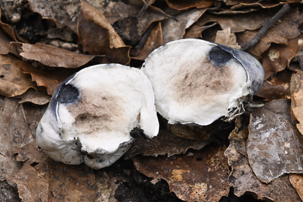 Rossbeevera pachydermis · April 2025 · photo: © invertebratist (iNaturalist, cc-by-nc)