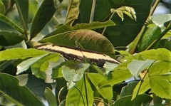 Heraclides androgeus