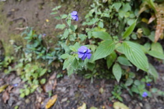 Browallia americana