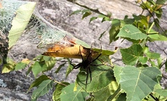 Dolomedes scriptus