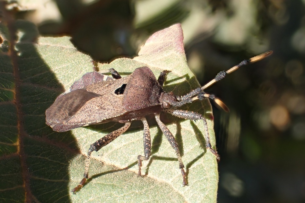 Parabrachytes antsalovus