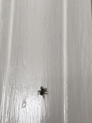 Naphrys pulex
