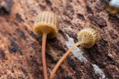 Mycena picta