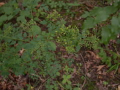 Thaspium
