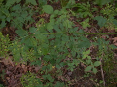 Thaspium