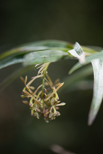 Epidendrum rosilloi Hágsater