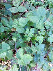 Rubus ursinus macropetalus