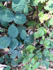 Rubus ursinus macropetalus