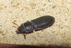 Trogossitidae