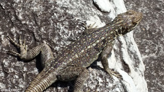 Oplurus quadrimaculatus