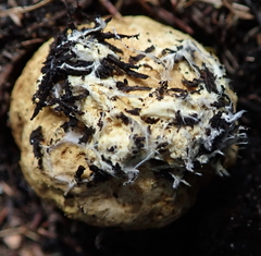 Scleroderma flavidum macrosporum