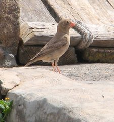 Bucanetes githagineus