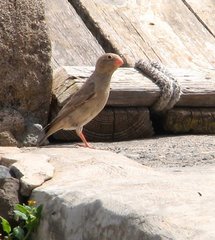 Bucanetes githagineus