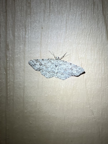 Small Engrailed photo 6