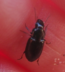 Hypharpax antarcticus