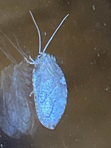 Neuronema albostigma