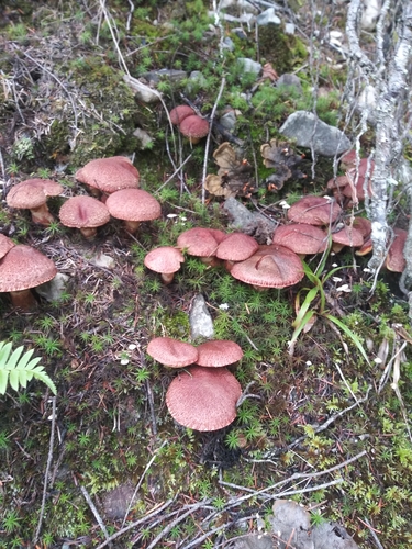 Western Painted Suillus