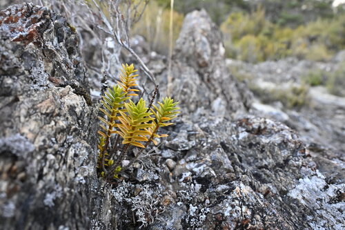 Veronica subfulvida observed 2025-04-14
