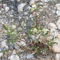 Gomphrenoideae