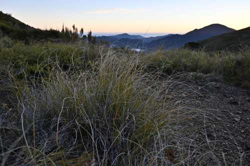 Red Hills Snow Tussock (Chionochloa defracta)