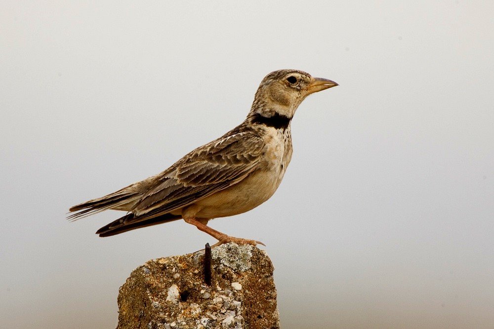 Black-necked Larks
