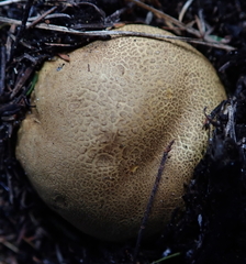 Scleroderma flavidum macrosporum