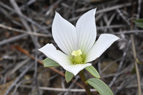 Ultramafic gentian (Gentianella stellata)