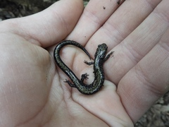 Plethodon hubrichti