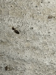 Tenuirostritermes