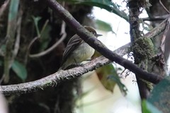 Empidonax flaviventris