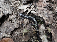 Plethodon hubrichti