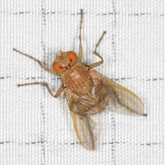 Ormia ochracea