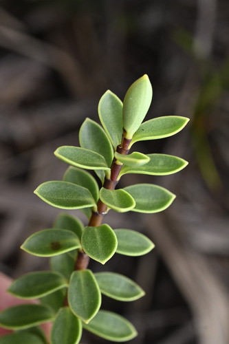 Red Hills Veronica (Veronica baylyi)