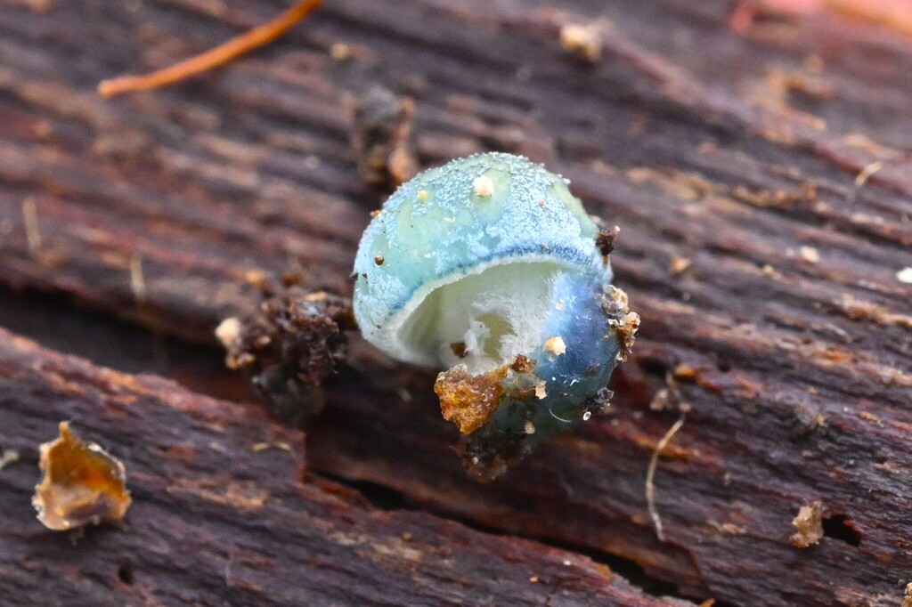 Mycena interrupta · April 2025 · photo: © invertebratist (iNaturalist, cc-by-nc)